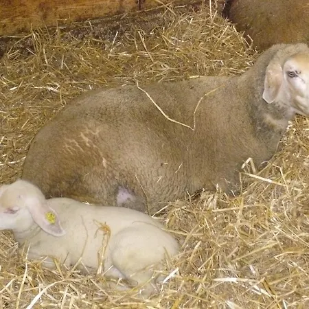 Ferien Am Land - Waldbauer Rossleithen