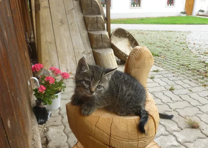 Ferien Am Land - Waldbauer Lejlighed