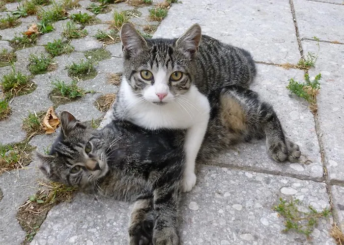 Appartement Ferien Am Land - Waldbauer Rossleithen