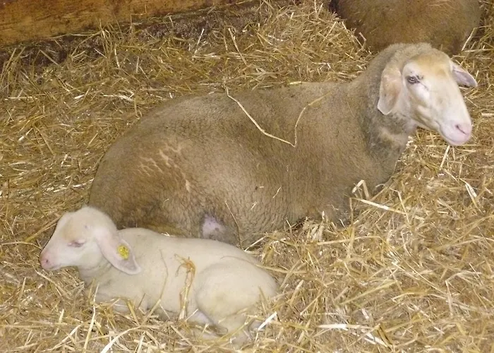 Ferien Am Land - Waldbauer Rossleithen