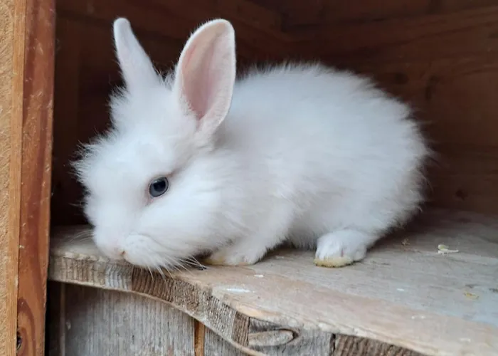 Ferien Am Land - Waldbauer Appartement *